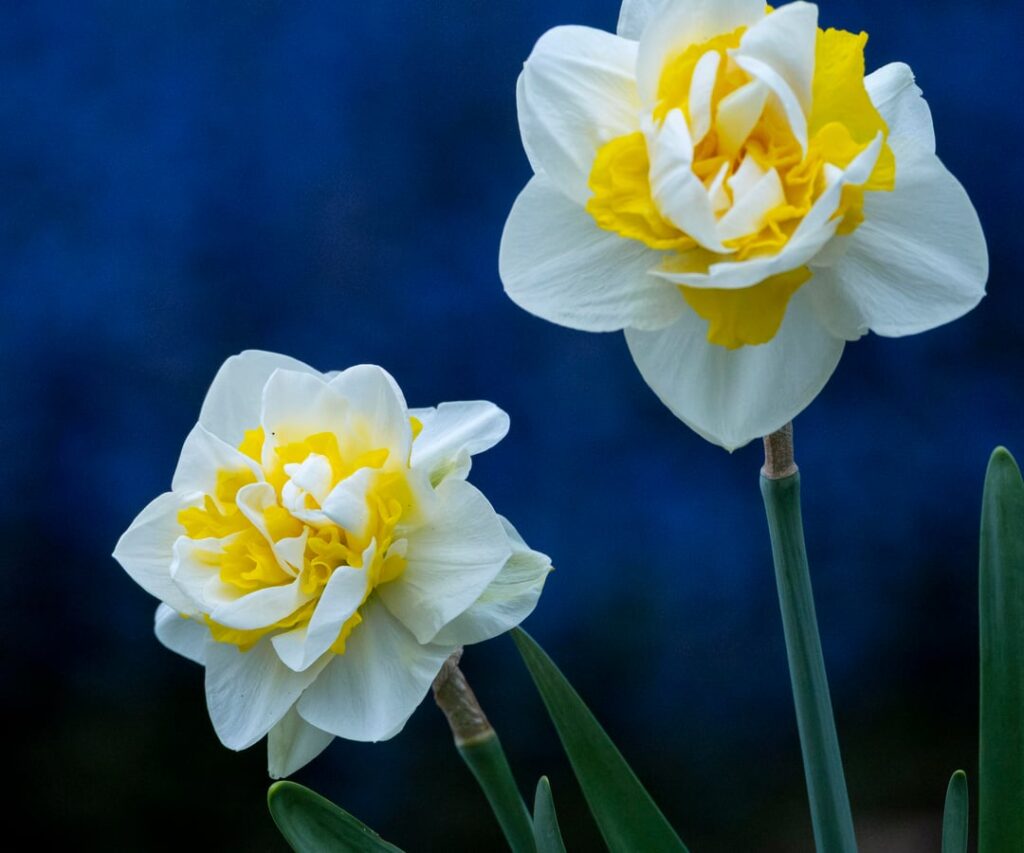 Some pretty daffodils in front of deep blue bugleweed