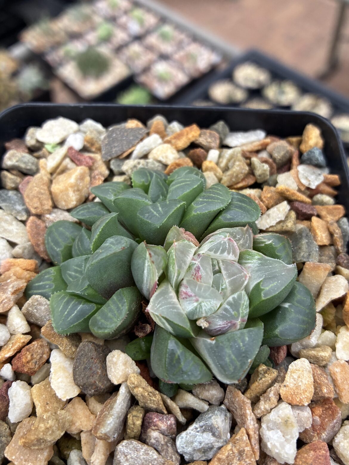 Weird (variegated?) Haworthia mutica v. otzenii