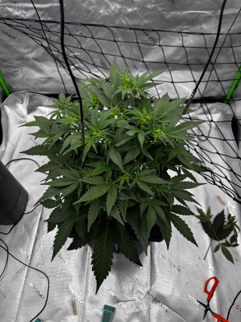 Day 42. Froot By The Foot Auto