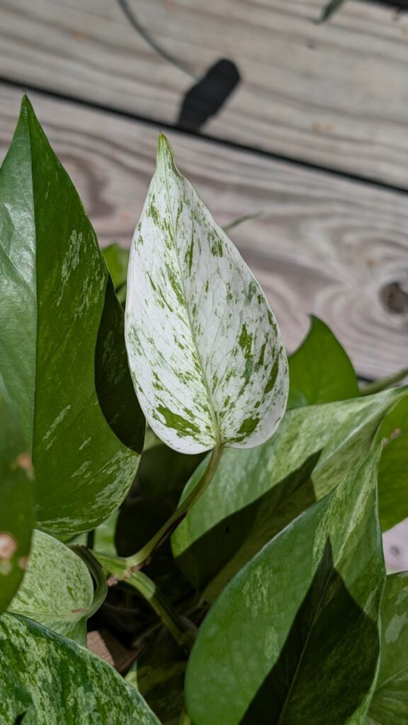 New mostly white leaf!