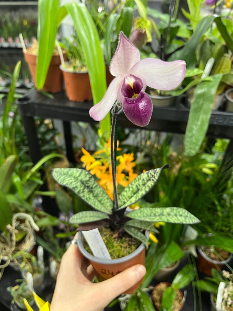 orchid convention haul!