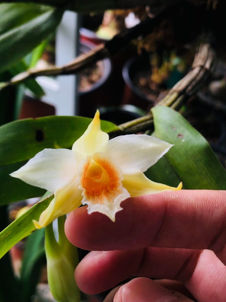 Orange scent flower
