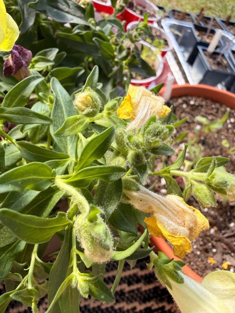 What’s the fuzz on my snapdragons?