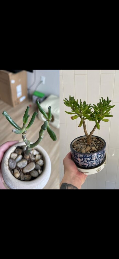 4 years of growth