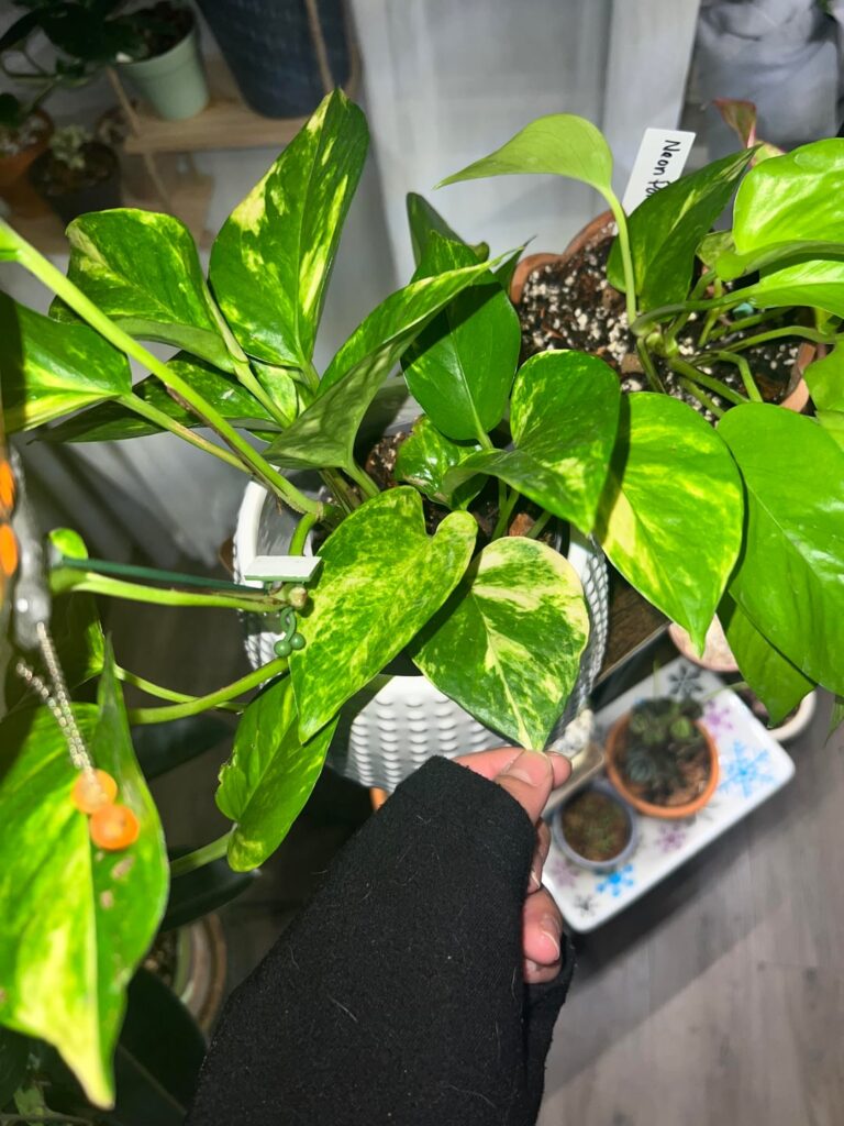 What kind of pothos?
