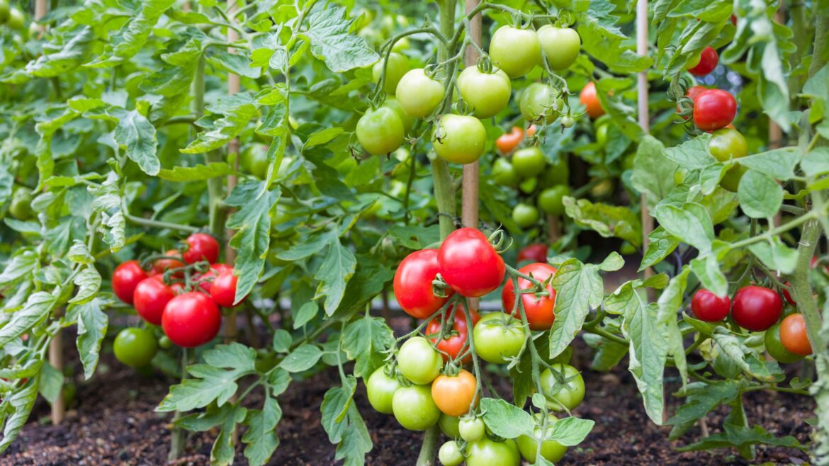 What to do with tomato plants in April – 5 vital tasks What to do with tomato plants in April – 5 vital tasks