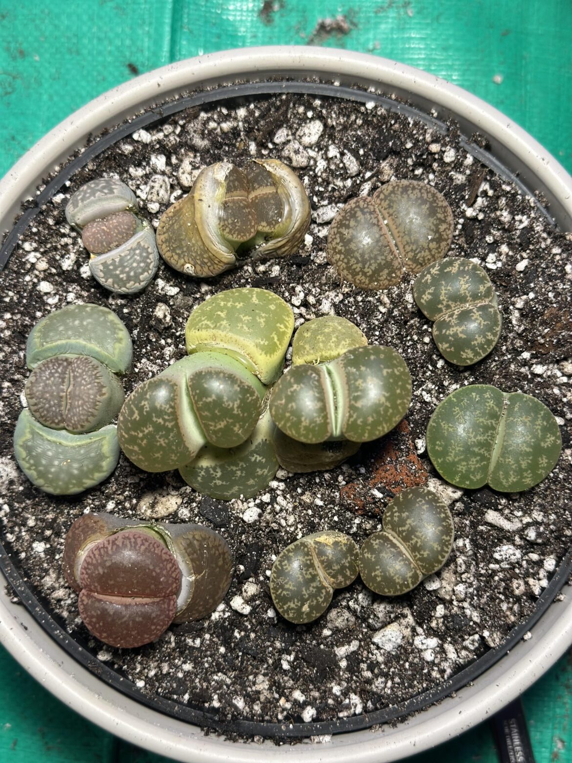 My first attempt at an arrangement with lithops. Lay it on me
