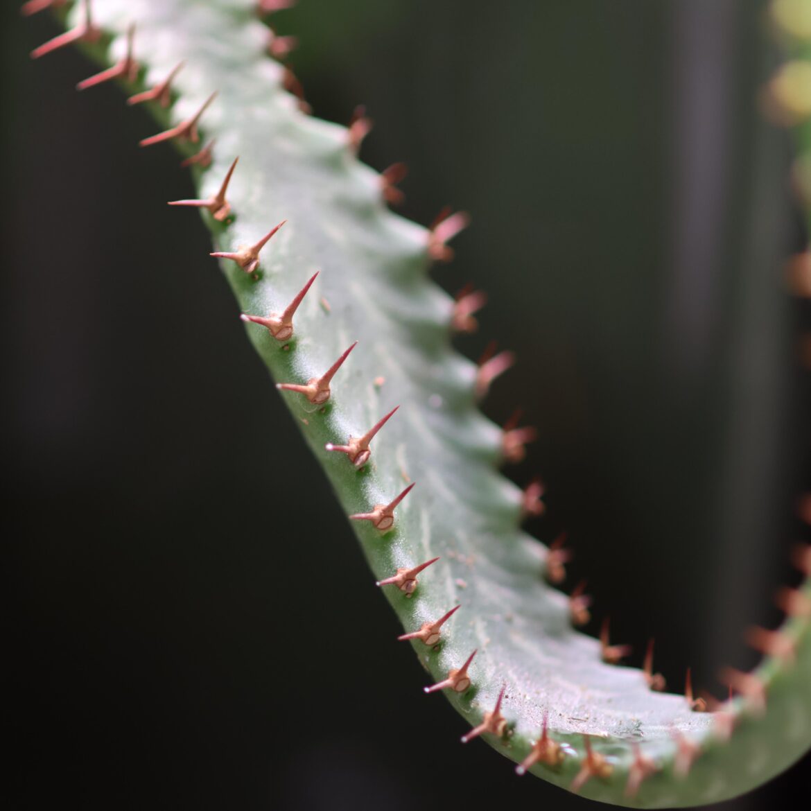 Euphorbia stellata