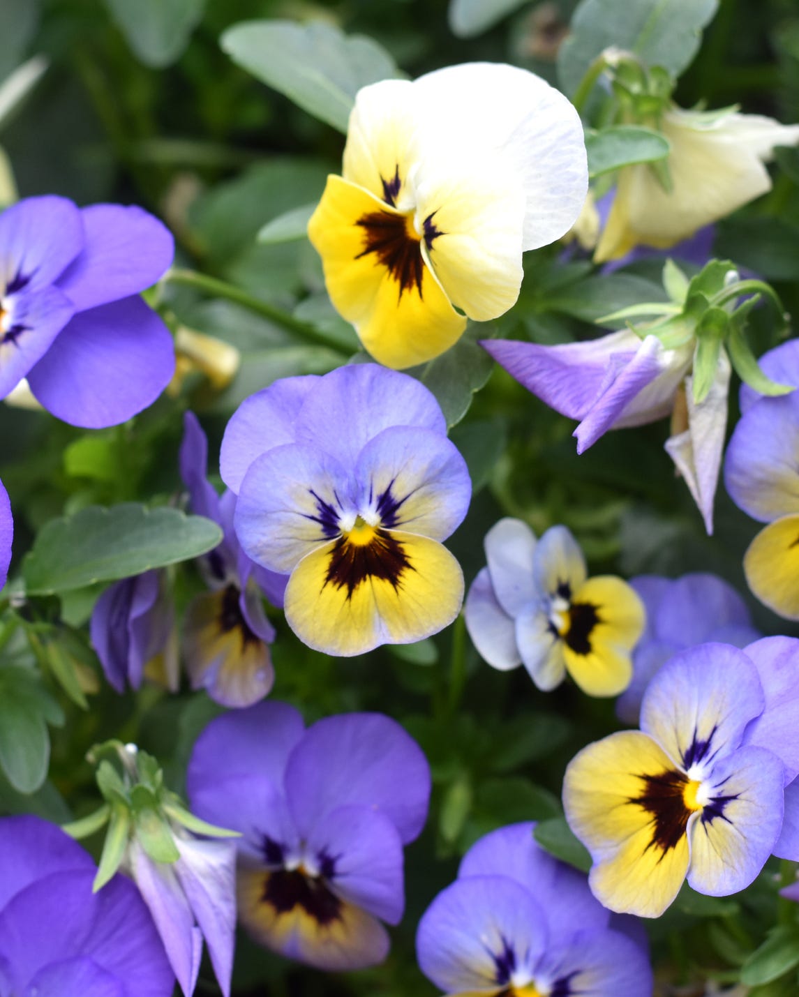 spring bulb companion plants pansies and violas