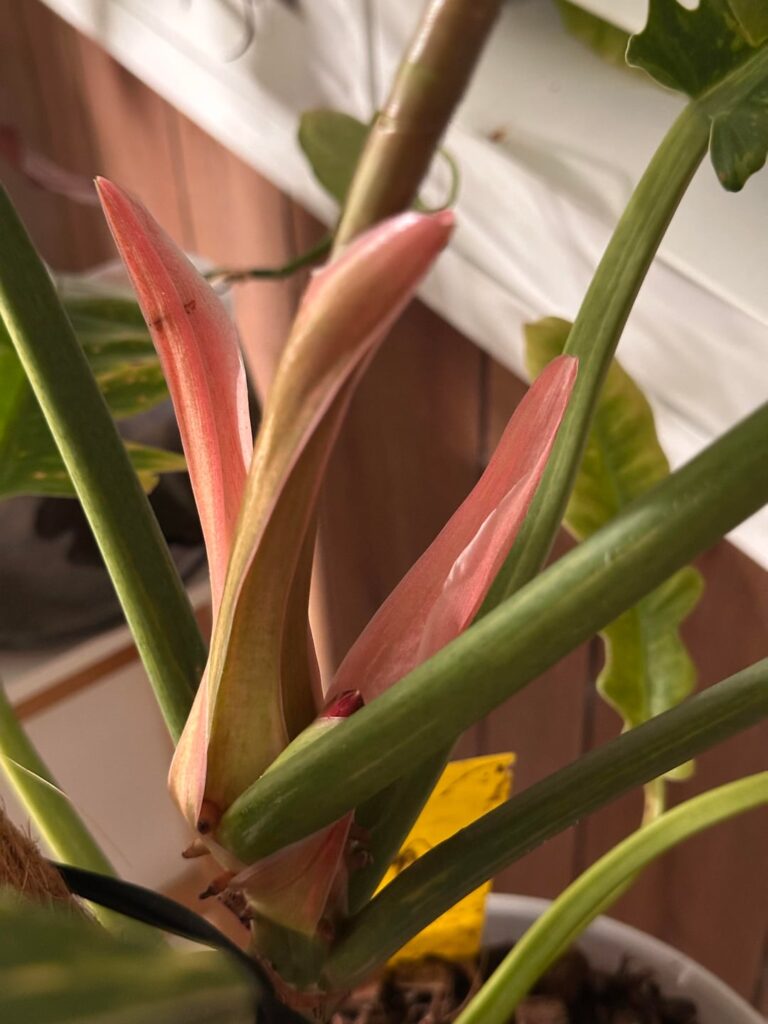 Is this the beginning of a flower on my Philodendron ROF?!