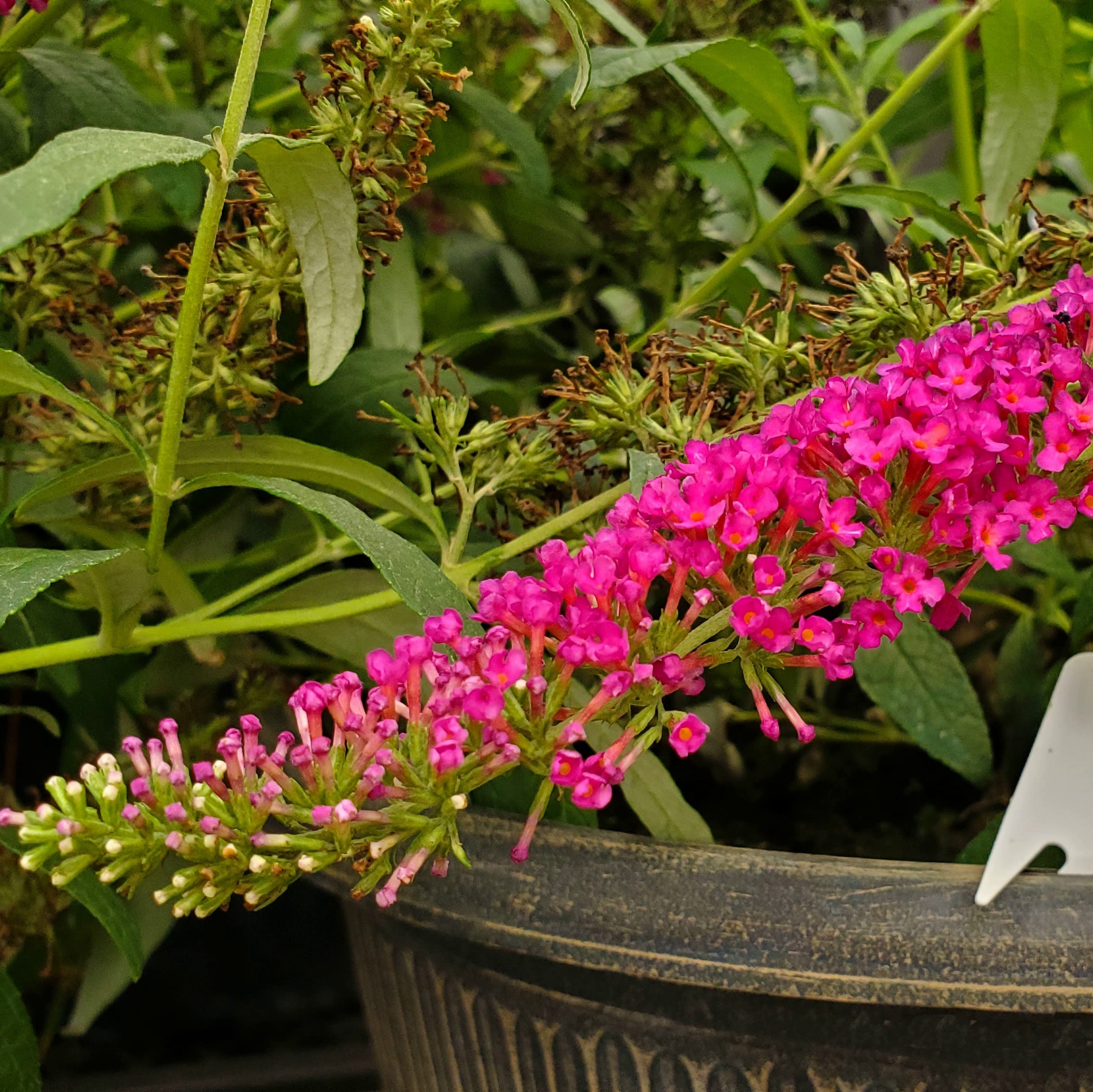 patio plants butterfly bush