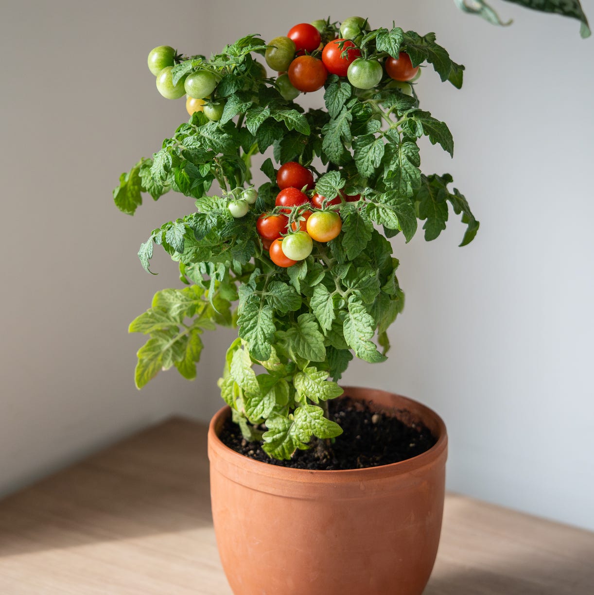 patio plants cherry tomatoes