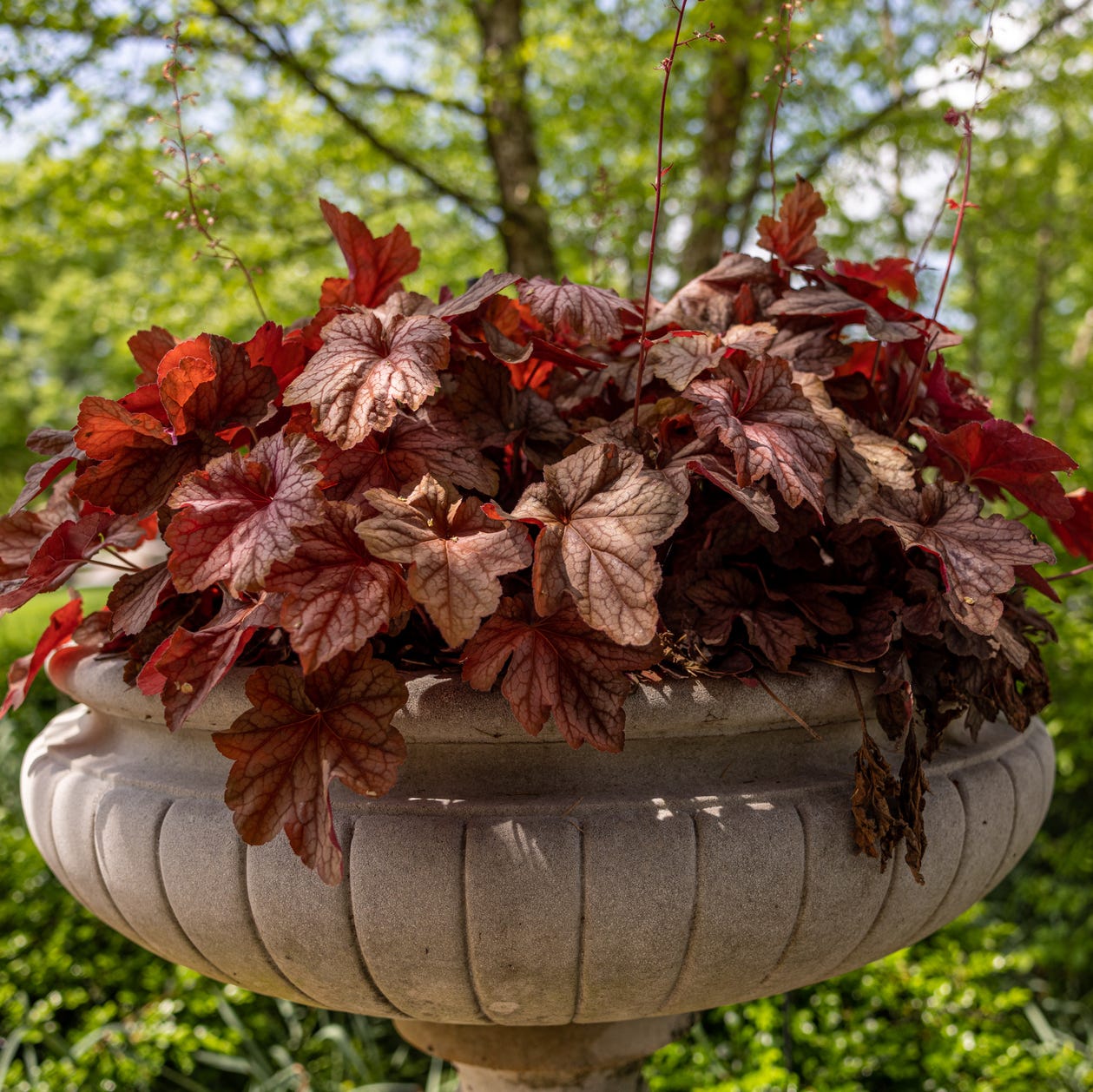 patio plants coral bells