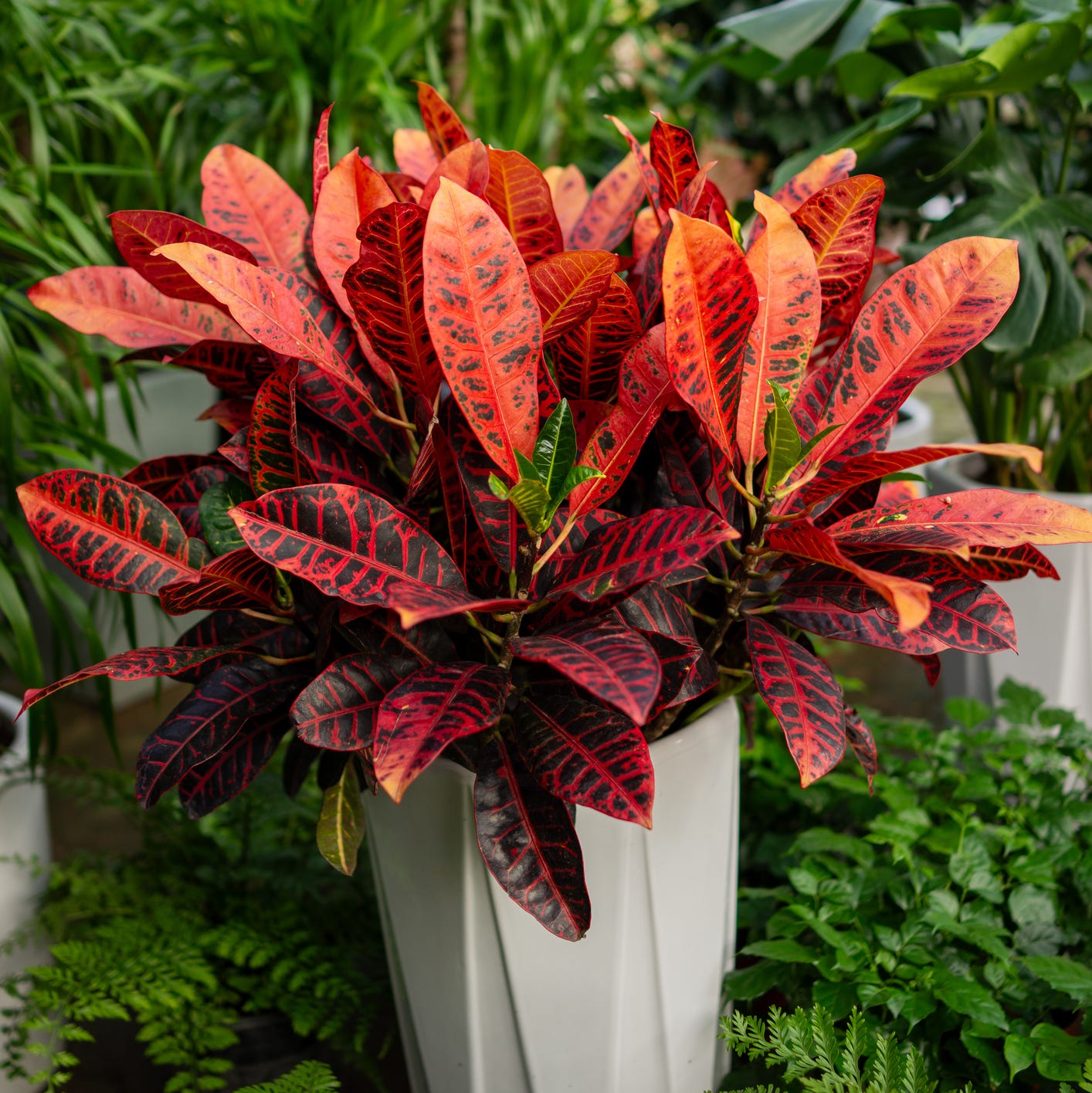 patio plants croton