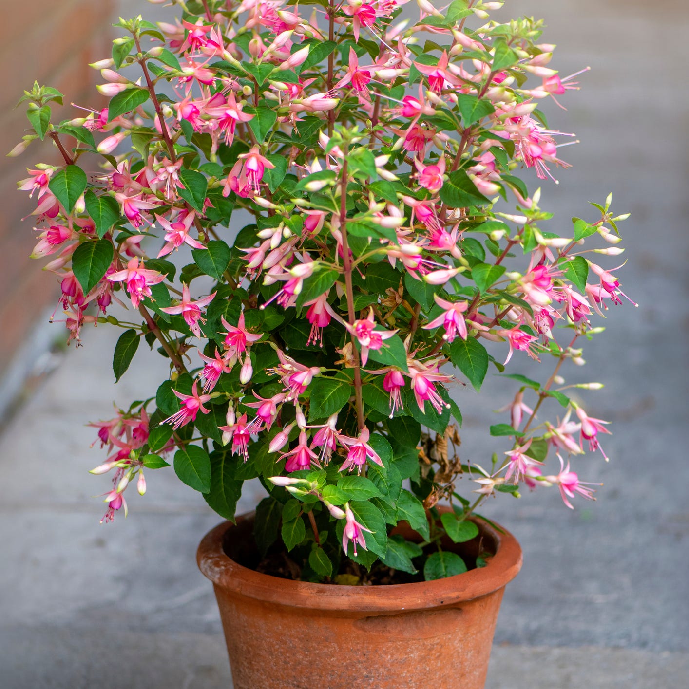 patio plants fuchsia