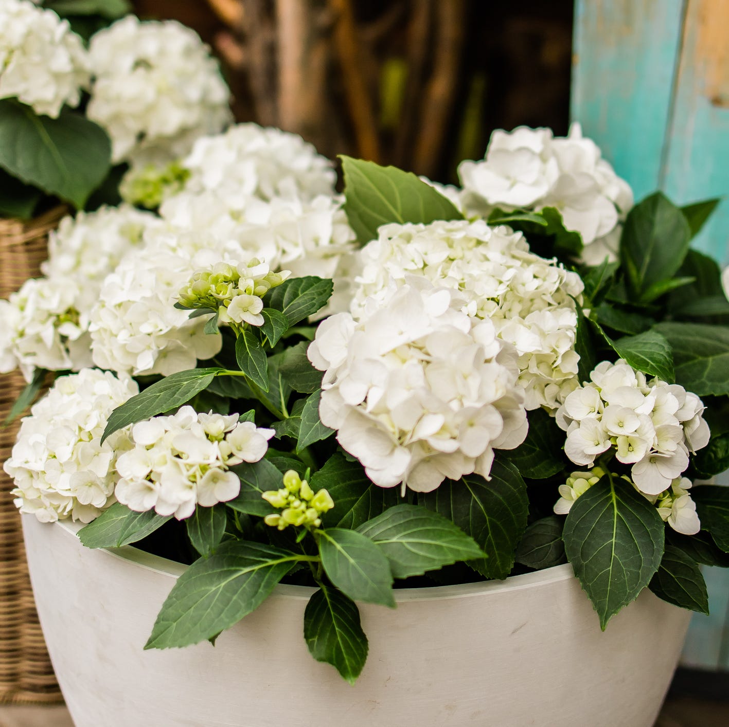 patio plants hydrangea