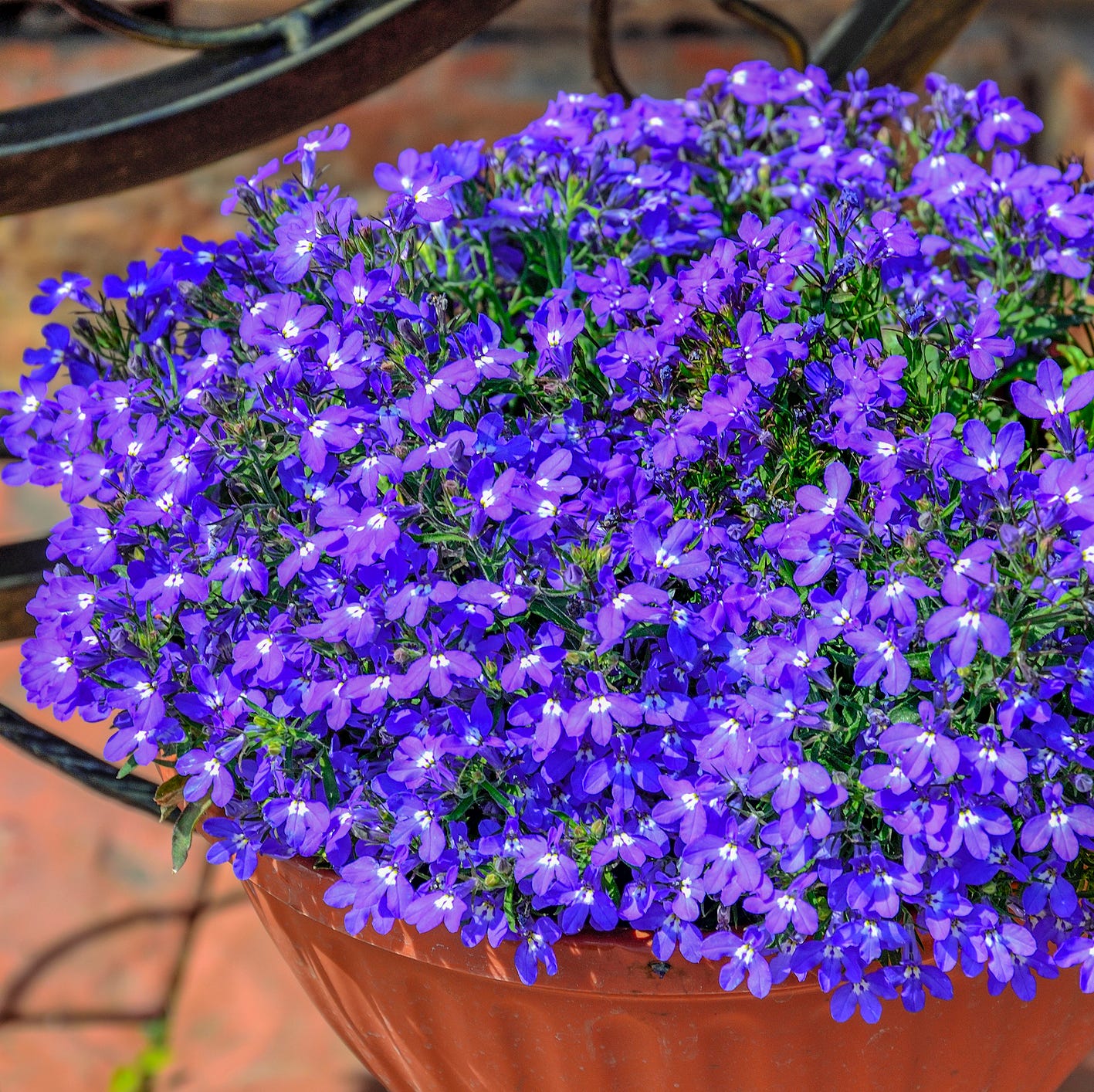 patio plants lobelia