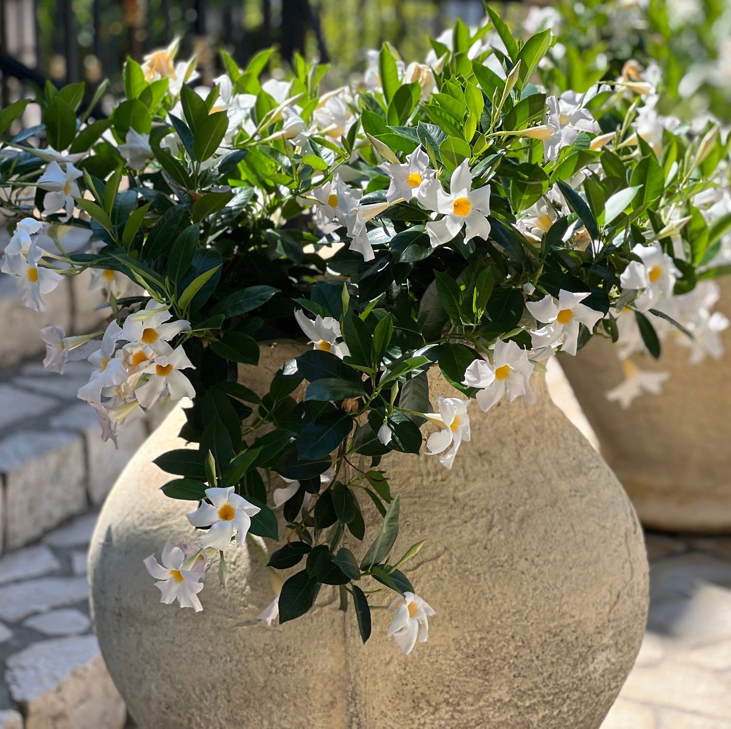 patio plants mandevilla