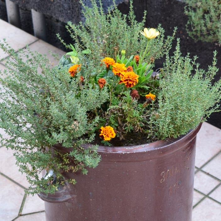 patio plants marigolds