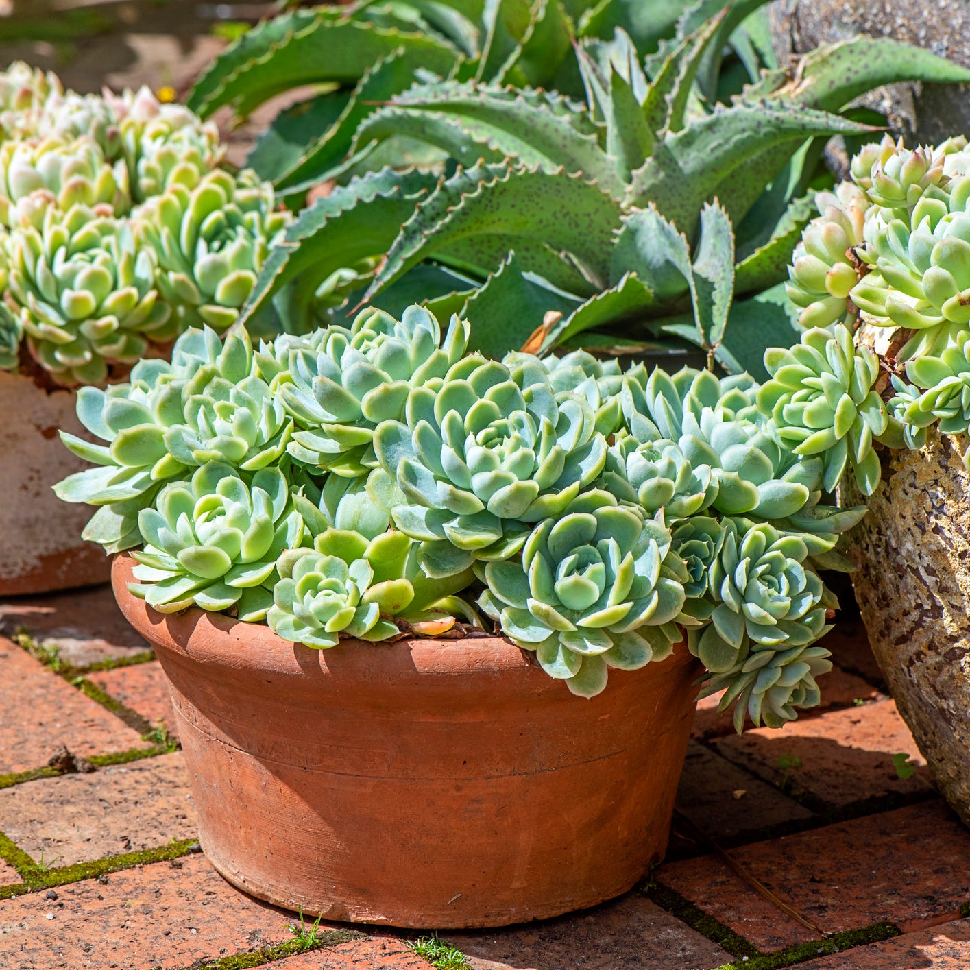 patio plants succulents