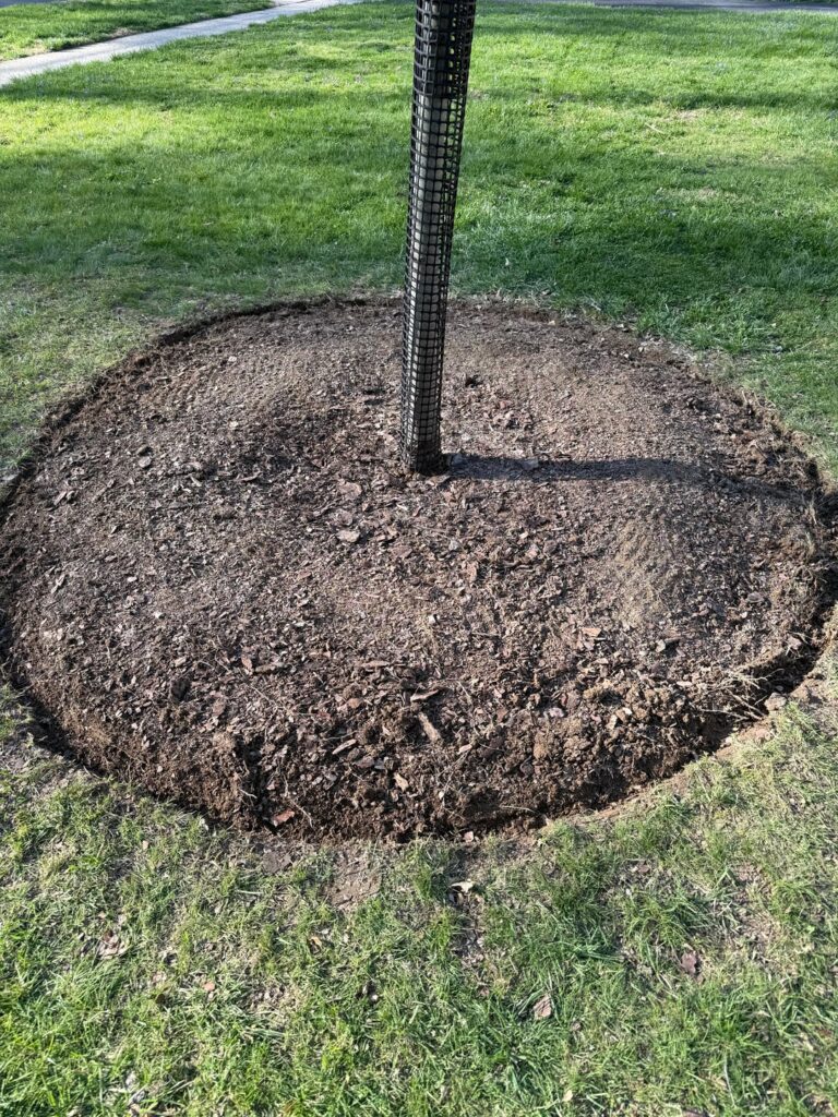 I think I just butchered my yard