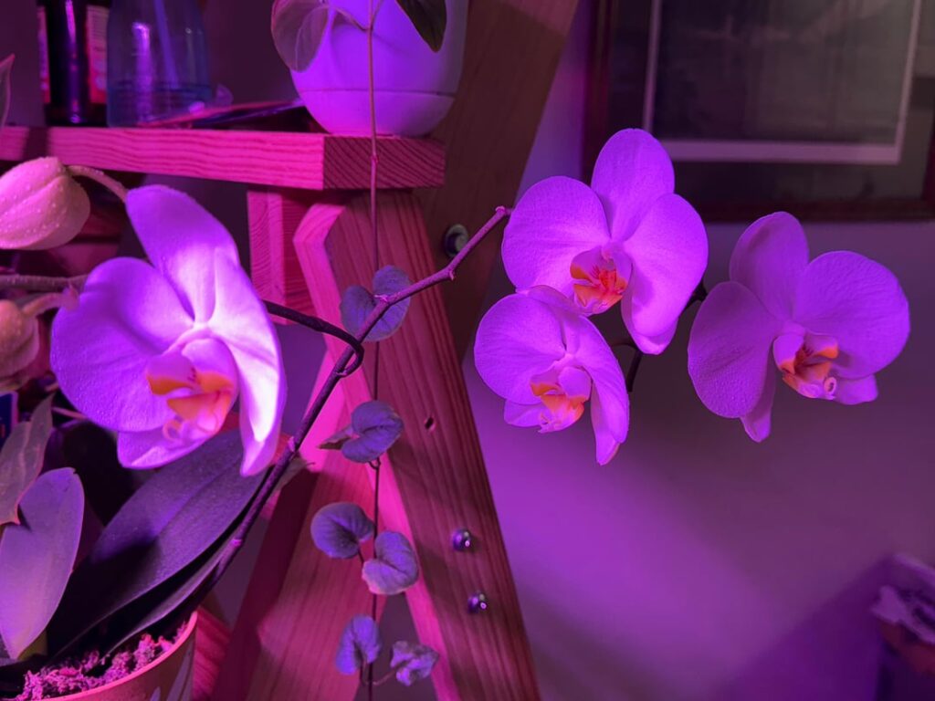 Rescued from the Lowe’s Clearance rack many moons ago… now in full bloom 🥳