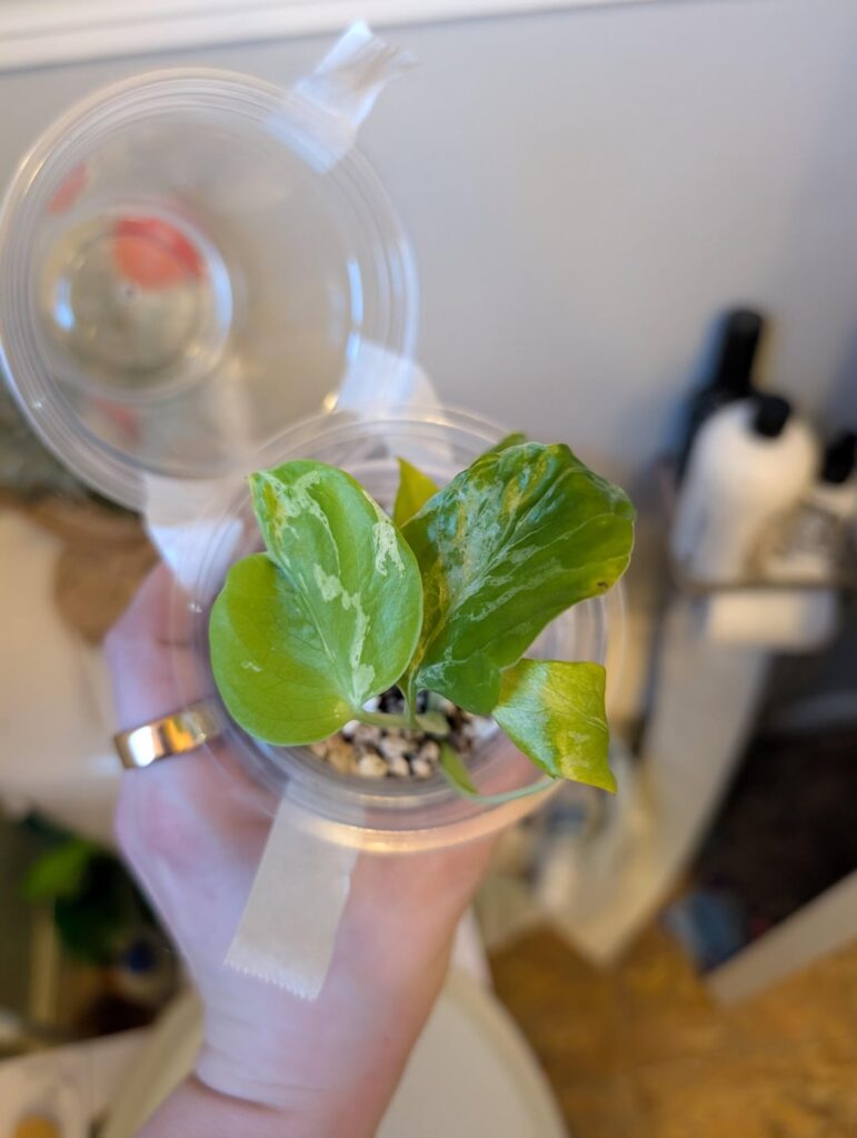 Got some plants for my birthday