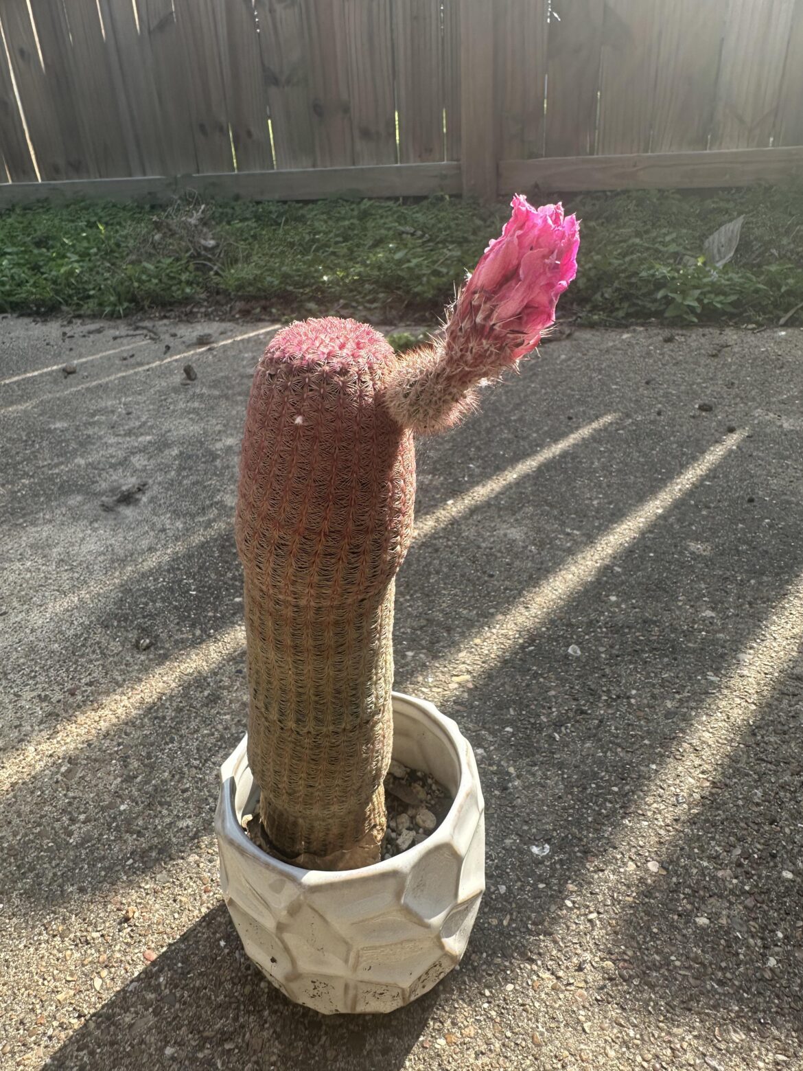 My baby is flowering!