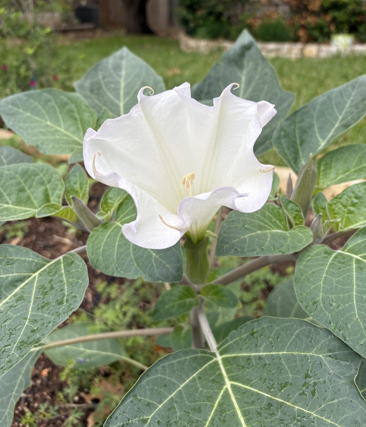Not an Easter Lily