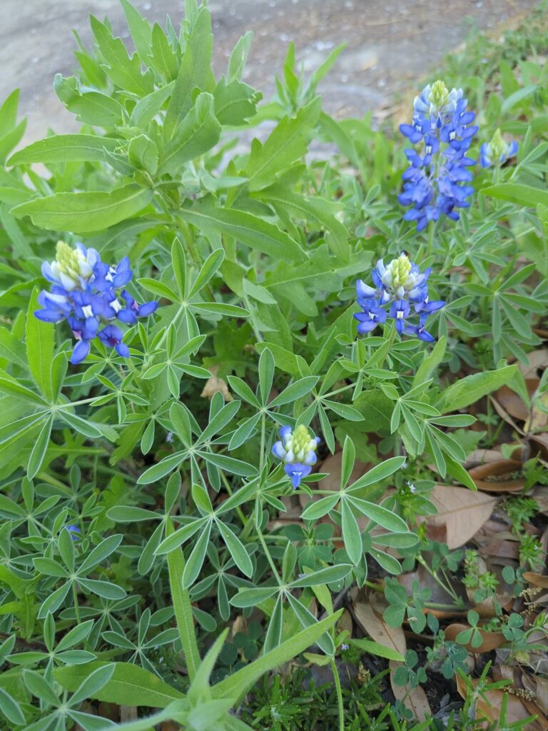 Bluebonnet, TX Yellow Star, and Blackfoot Daisy