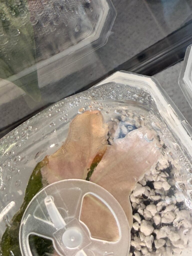 My Pink Nobilis (TC) is turning brown My Pink Nobilis (TC) is turning brown