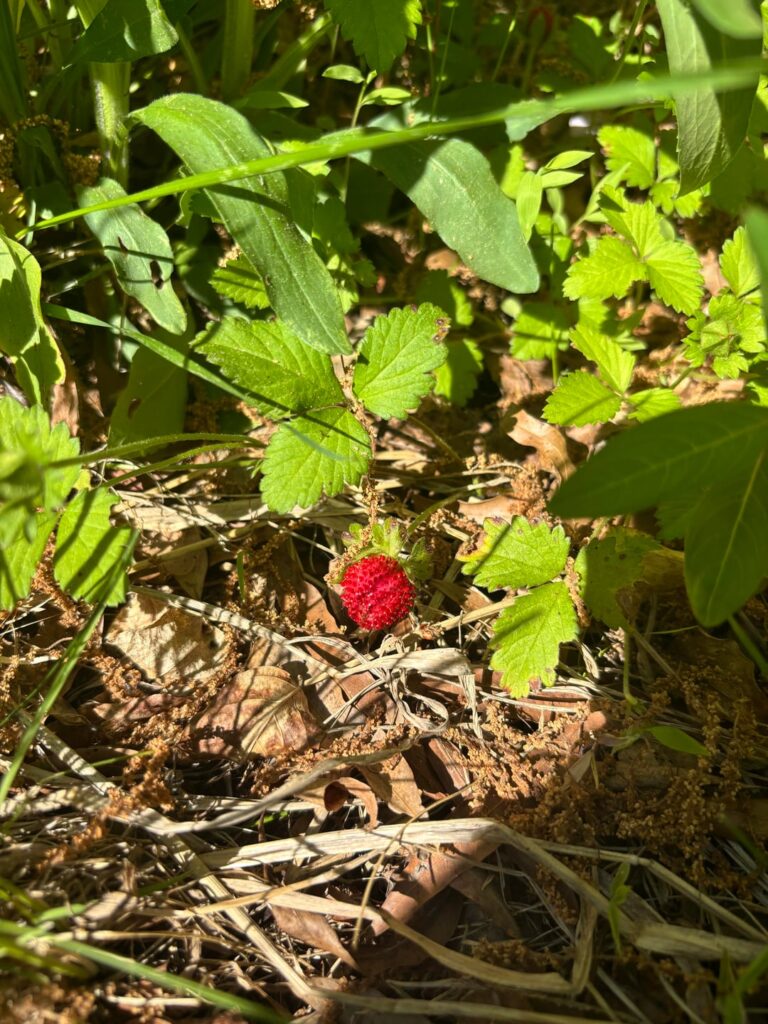 Mystery berry in yard