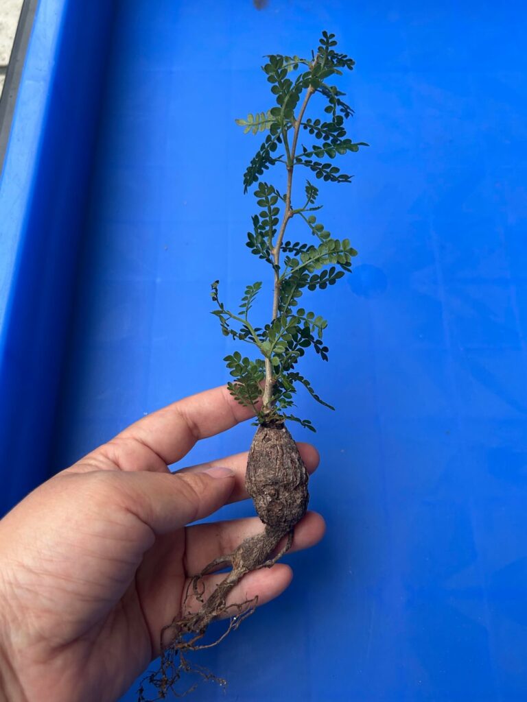 Operculicarya pachypus, cutting plants also has fat roots