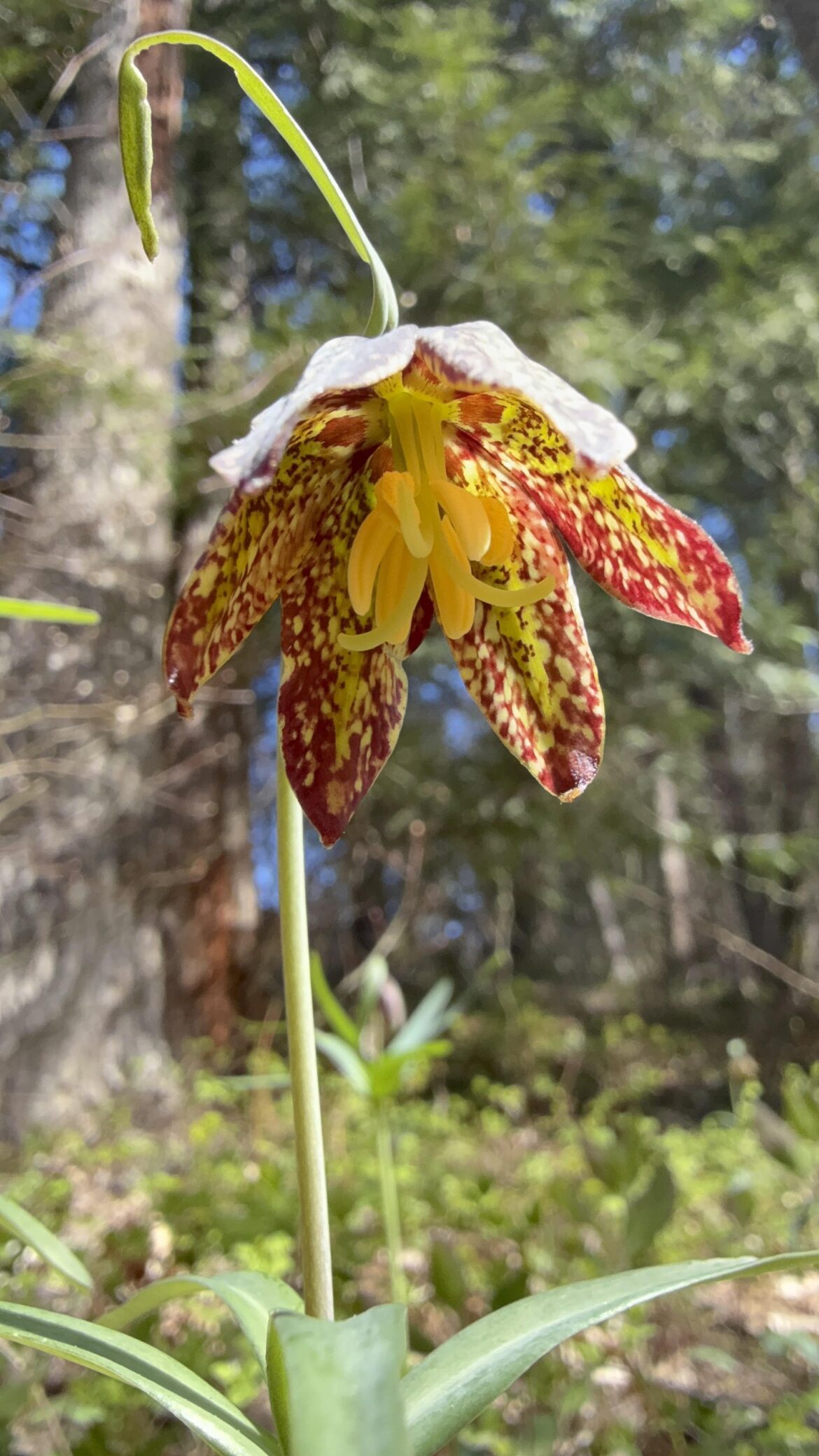 Checker lily, Fritillaria affinis, in the Columbia River Gorge