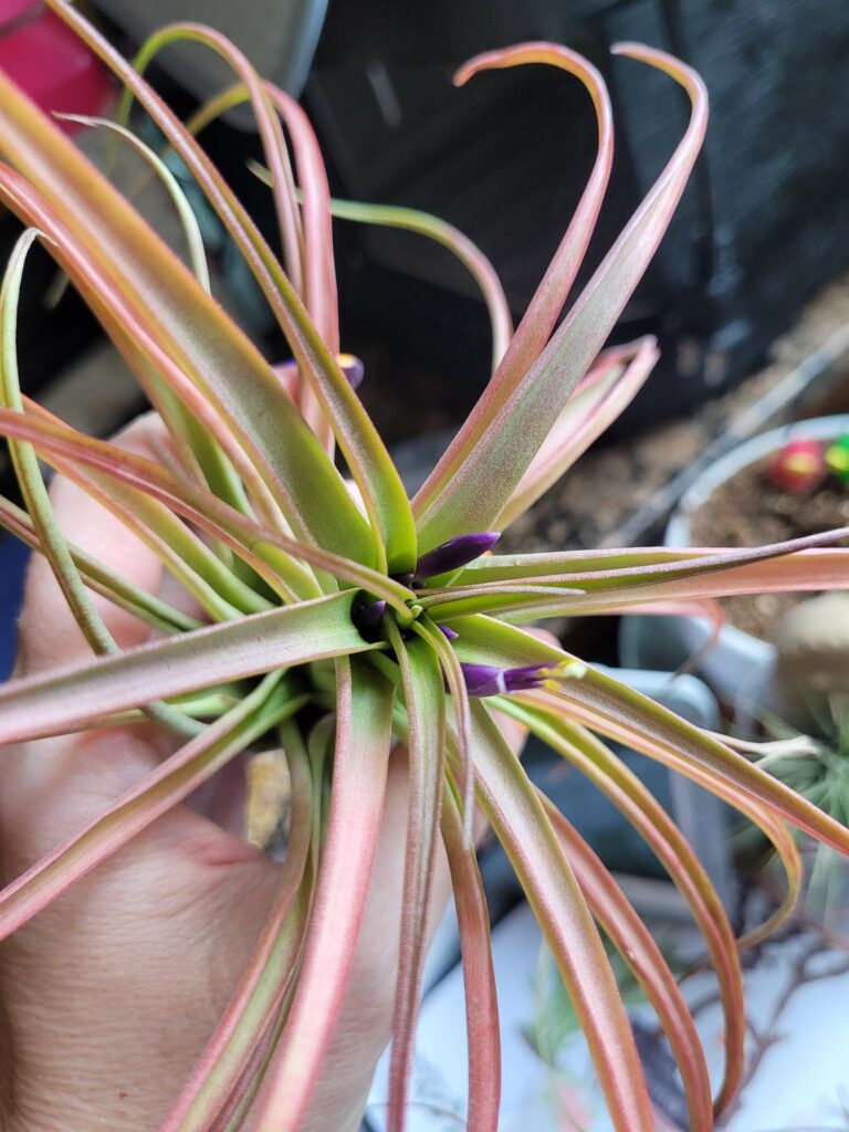 Blooming