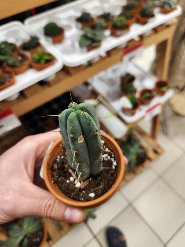 Is this a san pedro?