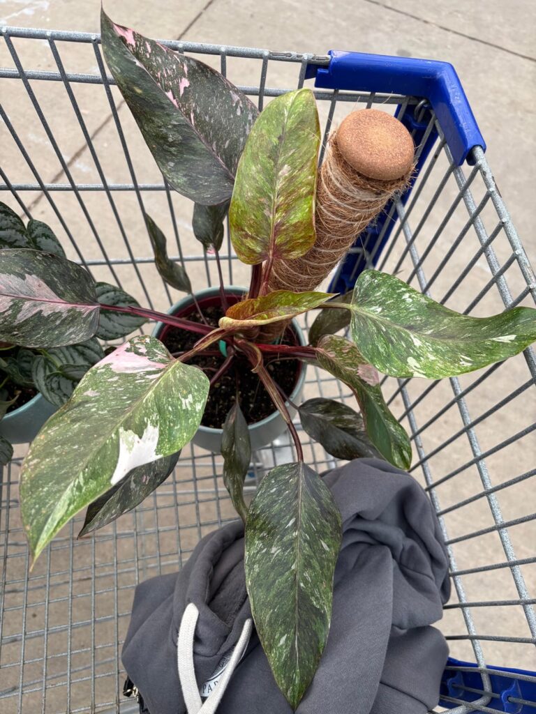 Picked this guy up at Lowe’s, can someone tell me what it is. I was thinking a galaxy pink princess?? I’m not sure never seen one with that color on the leafs.