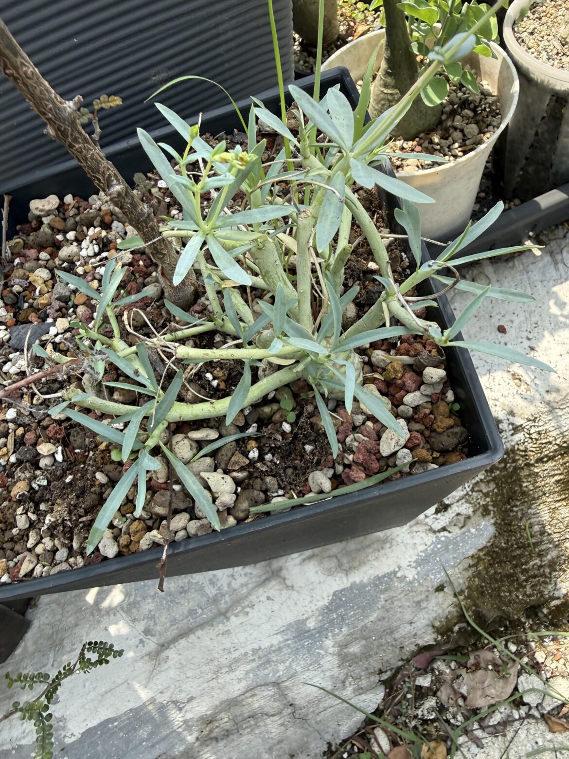 Etuberculosa