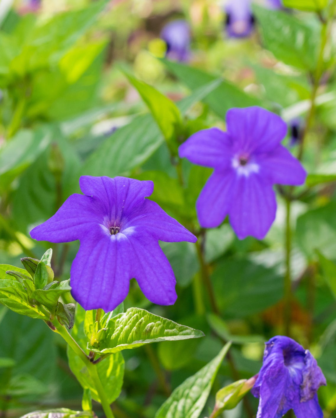 shade flowers browallia