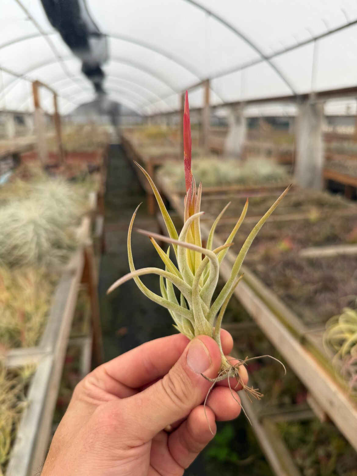 Tillandsia glabrior in bud