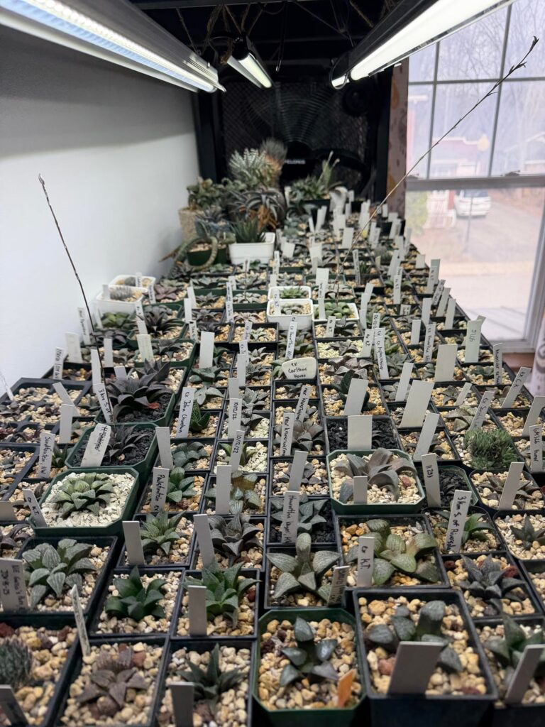 Quick view of all my haworthia and setup
