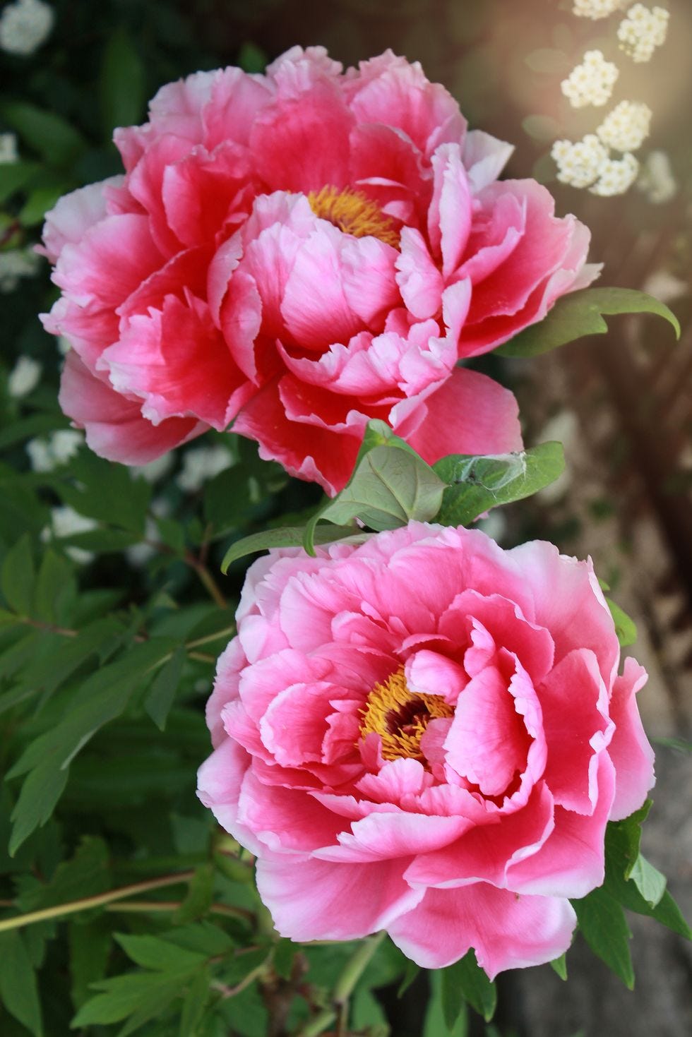 flower meaning, pinks peony 
