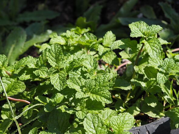 peppermint in garden peppermint in garden