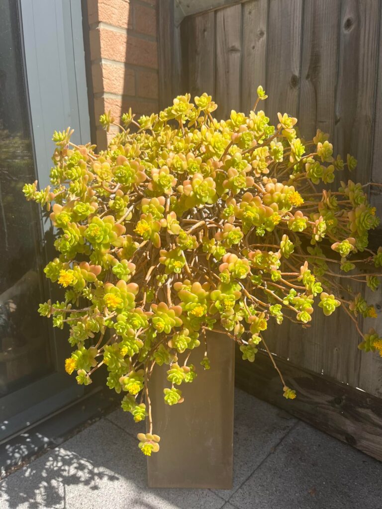 What plant is this?