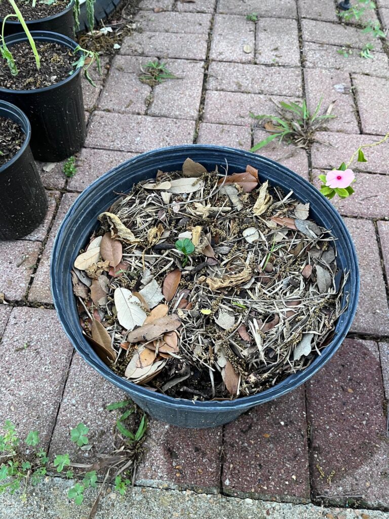 The freeze killed all my Jalapenos. But then…