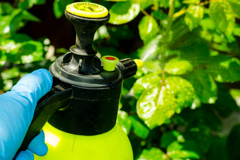ways you're killing your lawn ways you're killing your lawn