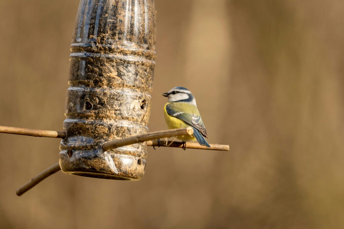 ADVICE: Bird feeder warning as disease linked to decline in garden species ADVICE: Bird feeder warning as disease linked to decline in garden species