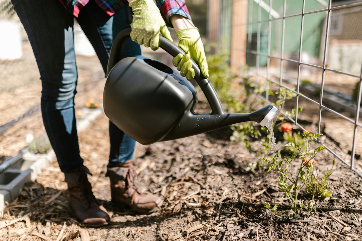 A person watering plants in a garden