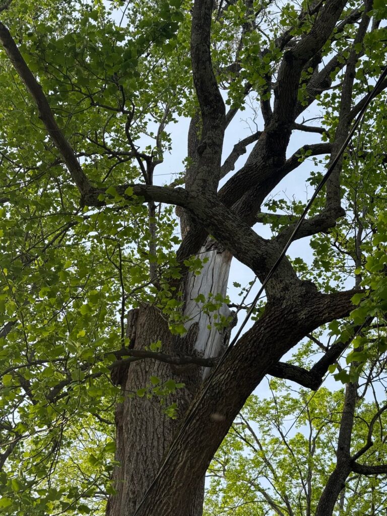 Tulip poplar cracking