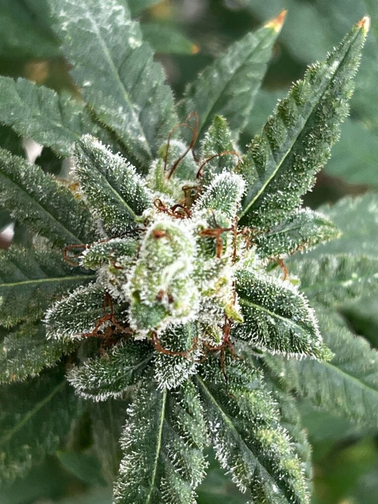 Frosting in progress